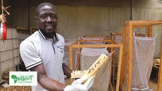 BSF rearing in Uganda. Center for Insect Research and Development Production Unit.