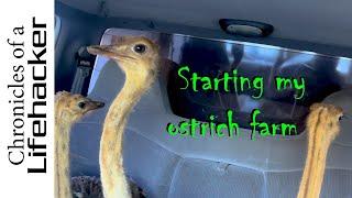 4K Starting an ostrich farm