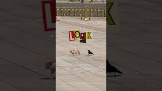 Hilarious Cat vs. Bird: A Surprising Conversation! # #california #cat #funny