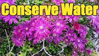 Get These Water Wise Plants for Your Perennial Garden