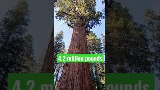 HOW big is the BIGGEST tree in the WORLD?!  #shorts #nature