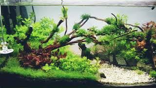 Aquascaping - Finding Your Own Style - Day 14