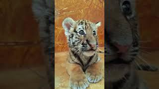 WOW!!! adorable tiger cub #tigercub  #tiger #kitten #foryou #fpy #cute #kitty #zoo #adorable