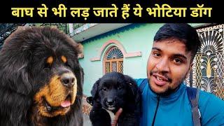 बाघ से भी लड़ जाते है ये भोटिया डॉग || pahadi lifestyle vlog