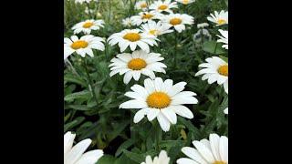 Deadheading and Pruning Shasta Daisies