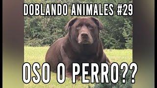 ANIMALES QUE HABLAN #29   Doblando Animales Virales - Carlos Roca Locutor @carlosrocalocutor