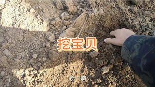 老牛从地里挖出“宝”来啦，2个多月仍然新鲜如初，这效果太好啦