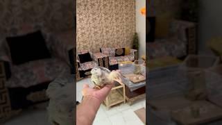 Hand tame Aseel #aseelchick #desimirgi ##lovebirds #aseellover #viralpets #shorts #ajpets #love