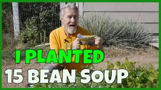 How to Grow Your Own 15 Bean Soup (From the Grocery Store)