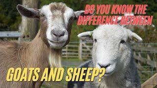 The Main Differences Between Sheep and Goats | Sheep VS Goats