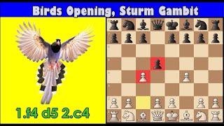 Sturm Gambit: The Gambit Side of the Bird's Opening!