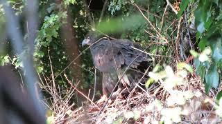 08/08/24 Bald Eaglet (Fledgling) Renton Wa 0272-162