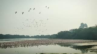 Frozen Flamingos Have Sweet Dance Moves | Nature Talkies