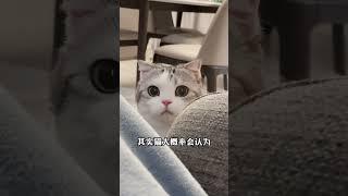 踩猫尾巴后必做4步！第3招太绝了 #新手养猫﻿ ﻿#养猫经验分享﻿ ﻿#猫咪行为学﻿ ﻿#猫咪心理学﻿ ﻿#科学养猫﻿ ﻿#养猫知识﻿ ﻿#养猫攻略﻿ ﻿#养猫日常﻿ ﻿#猫咪冷知识 #貓咪