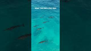 What I See vs What DJI Mini 4 Pro Sees...