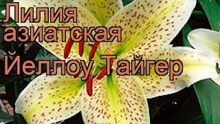 Лилия азиатская Йеллоу Тайгер (lilium yellow tiger)  обзор: как сажать, рассада лилии Йеллоу Тайгер