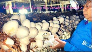 Full Technical and Training how to make straw mushroomEp.2 (subEnglish)|At surin mushroom farm