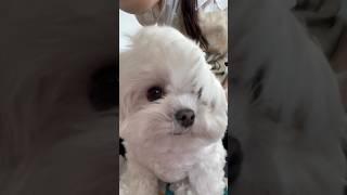 선풍기 좋아하는 강아지