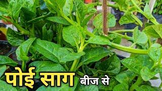 How to grow Malabar Spinach/Poi  at Home || पोइ साग को घर पर बीज से उगाओ