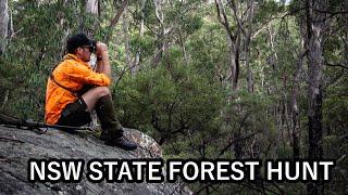 First time hunting a NSW State Forest // Got our R License and went to explore and hunt public land