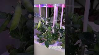 Hydroponic Mini Pea Garden