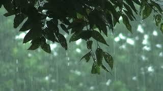 Peaceful Rainstorm - Nature's White Noise for Focus and Sleep - 10 Hours Deep Sleep