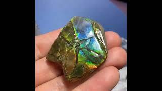 Ammolite Canadian #Fossil #specimen #ammolite #gemstone #ammonite #naturalgems #fossil #beauty