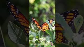 Viceroy butterfly