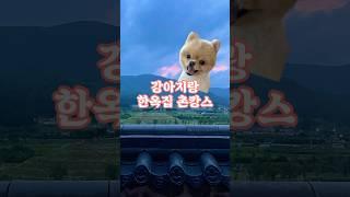 강아지랑 한옥집 촌캉스 #강아지브이로그 #강아지영상 #귀여운강아지 #포메 #포메라니안 #Pomeranian #pets #애견동반여행 #애견동반숙소 #애견동반펜션 #애견동반