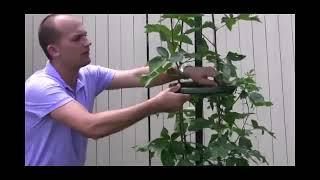 How to Use the Easy Pickin's Blackberry Trellis Video