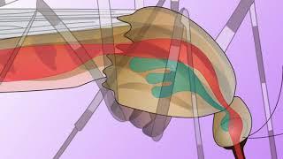 Animation 23.1 The transmission cycle of malaria