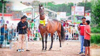 Top marwari famous stallions , famous marwari bloodline, marwari horses colors,and majhuke bloodline