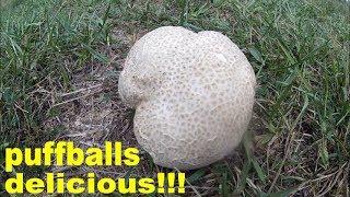 puffball mushrooms how to find harvest and cook