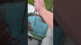 Reseeding my lawn after sand leveling pt 6 #lawn #diy