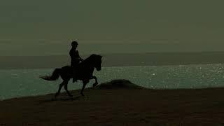 Icelandic horse - Riding Under the Midnight Sun