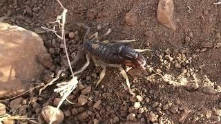 Rough Thick tail scorpion (Parabuthus granulatus)