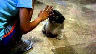 Levi, the shih-tzu, does tricks