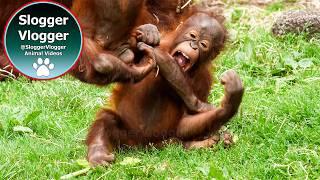 Gentle Giant and His Mischievous Food Stealing Kids