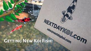 Adding Koi Fish to my Pond *Beautiful*