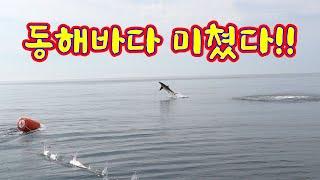 길이만 3m!! 이걸  낚시로 잡는다면 믿으시겠습니까??/Sharks have appeared in the sea!!