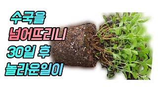 가장 현실적인 아파트 베란다 수국 번식법 공개합니다 (feat. 꽃집사장님들 시청금지)