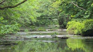 Stalking Brown Trout With Dry Flies | Fly Fishing in Northumberland
