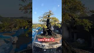 บอนไซตะโก แตกใบอ่อน #บอนไซ #bonsai #บอนไซตะโก #บอนไซตั้มโคราช