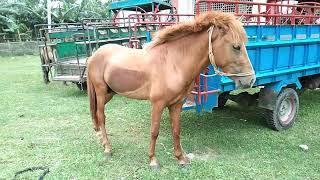 Teji Horse videos Village Horse market Dhanbari Gurar hat Jamalpur Bipul Agro BD 2022