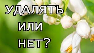 Бутоны на черенках цитруса оставлять или удалять бутоны на лимоне