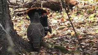 Spruce grouse courtship