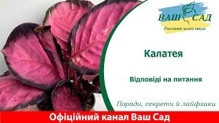 Калатея: Чарівниця серед рослинного світу. Ваш сад