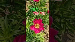 강문경 옛날애인