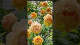 David Austin Rose-Golden celebration 金色慶典ゴールデンセレブレーション#英國玫瑰#バラ#Roses