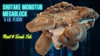 MONOTUB SHIITAKE MEGABLOCK, 5 lb. Flush!